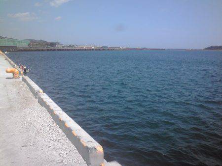 新宮港で小アジ